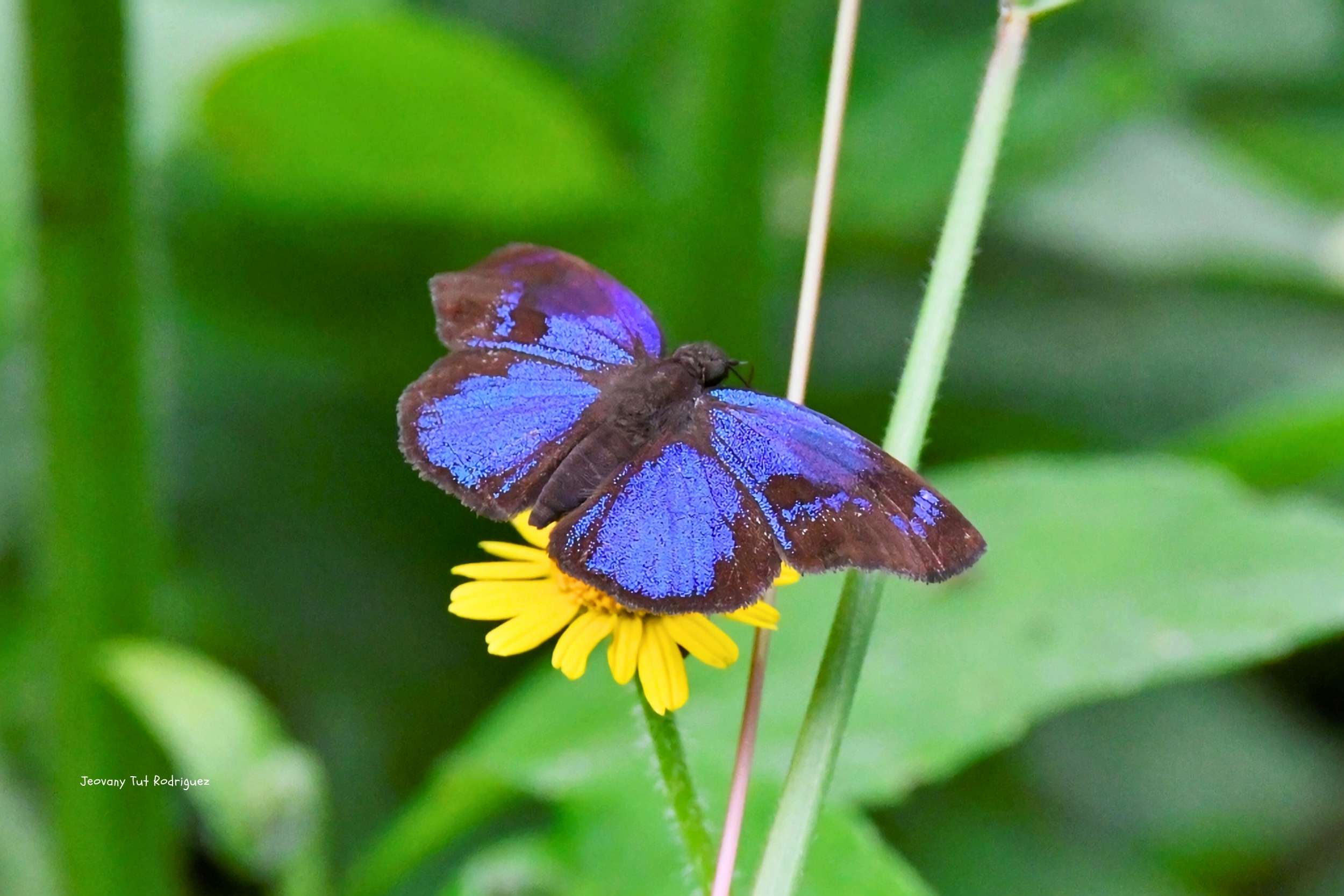 Paches loxus: La brillante mariposa azul de los bosques neotropicales